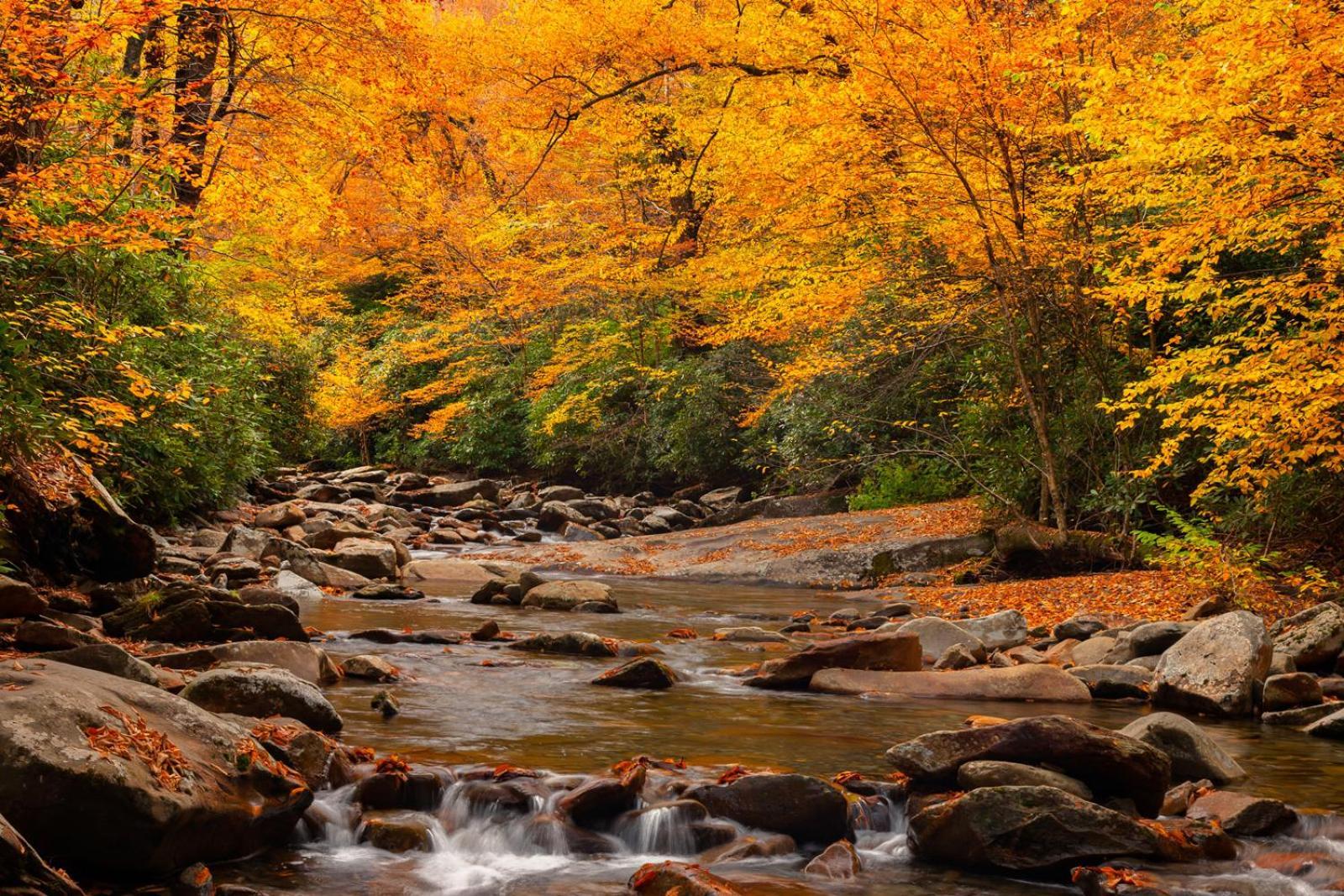 Romantic, Honeymoon Cabin In The Smokies! Gatlinburg Esterno foto